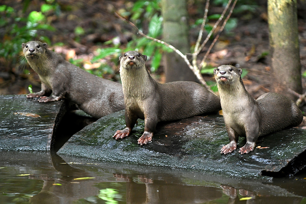 This photo shows otters in the forest at Angkor Park in Siem Reap province.
