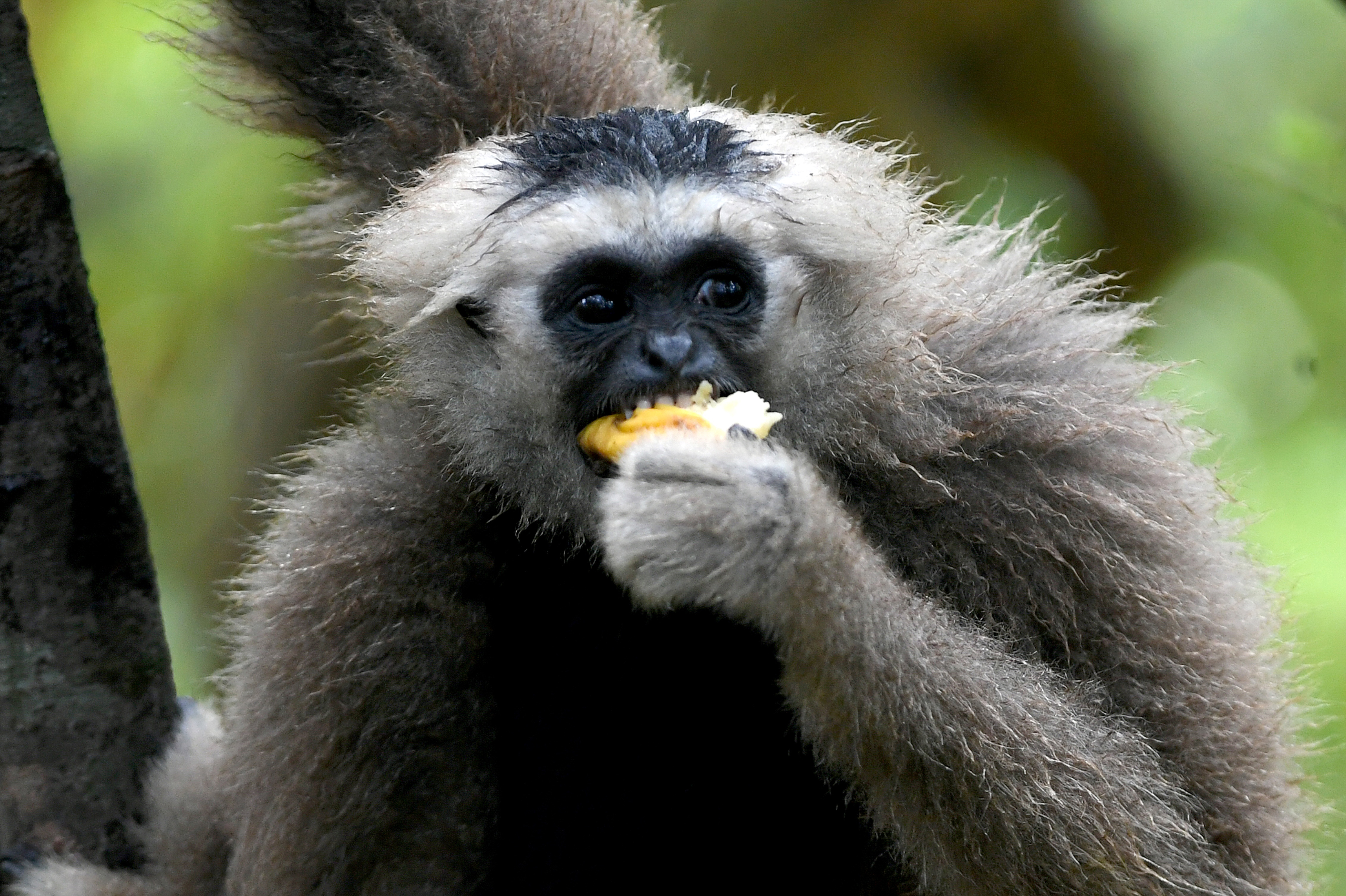 This photo shows a gibbon eating fruit in a tree in the forest at Angkor Park in Siem Reap province. <br>