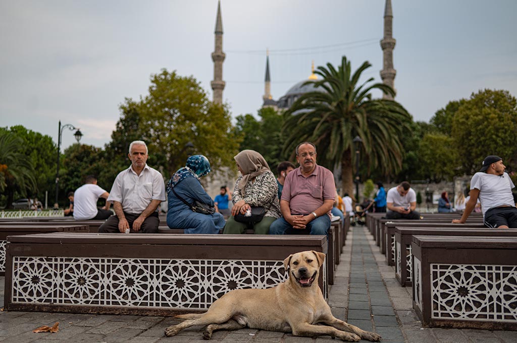 Stray dogs walks in front of the Blue Mosque, in Istanbul.