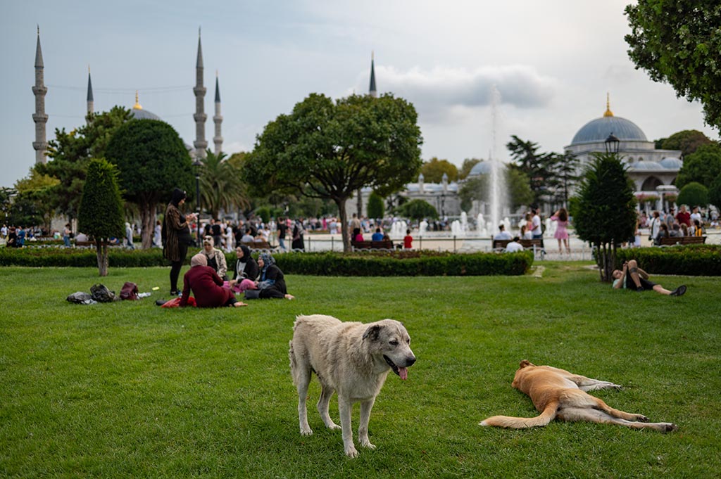 Stray dogs lie on the grass in front of the Blue Mosque in Istanbul.