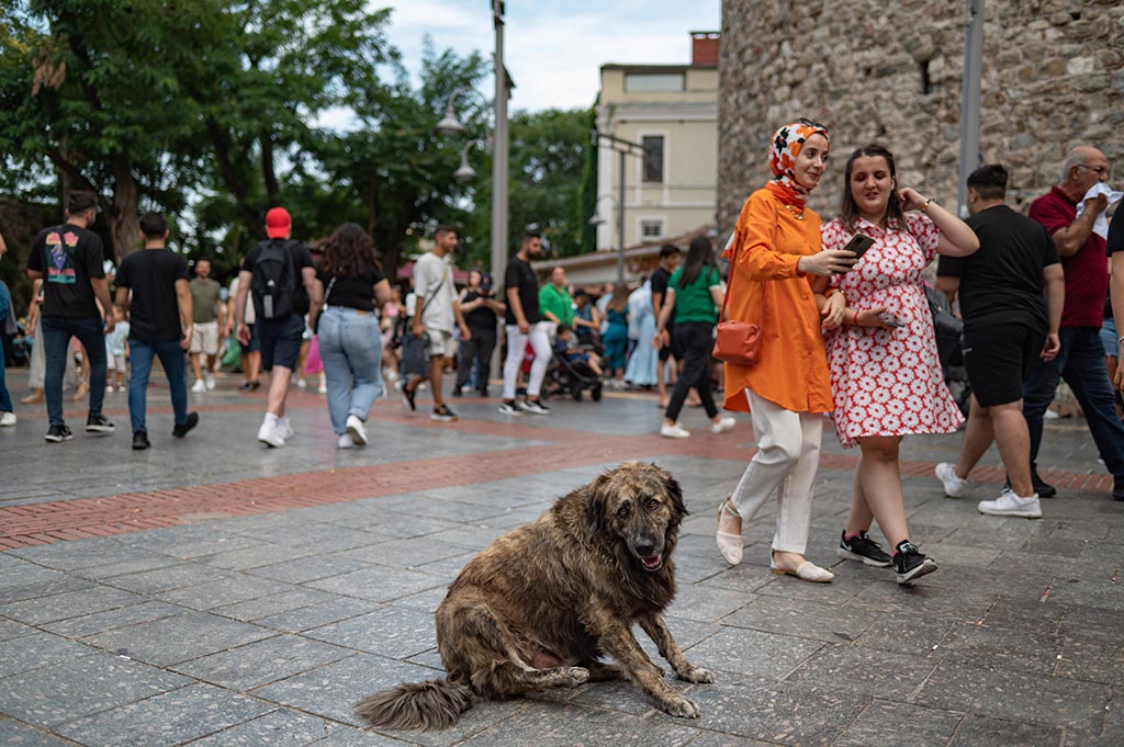 Stray dogs lie on the grass in front of the Blue Mosque in Istanbul.