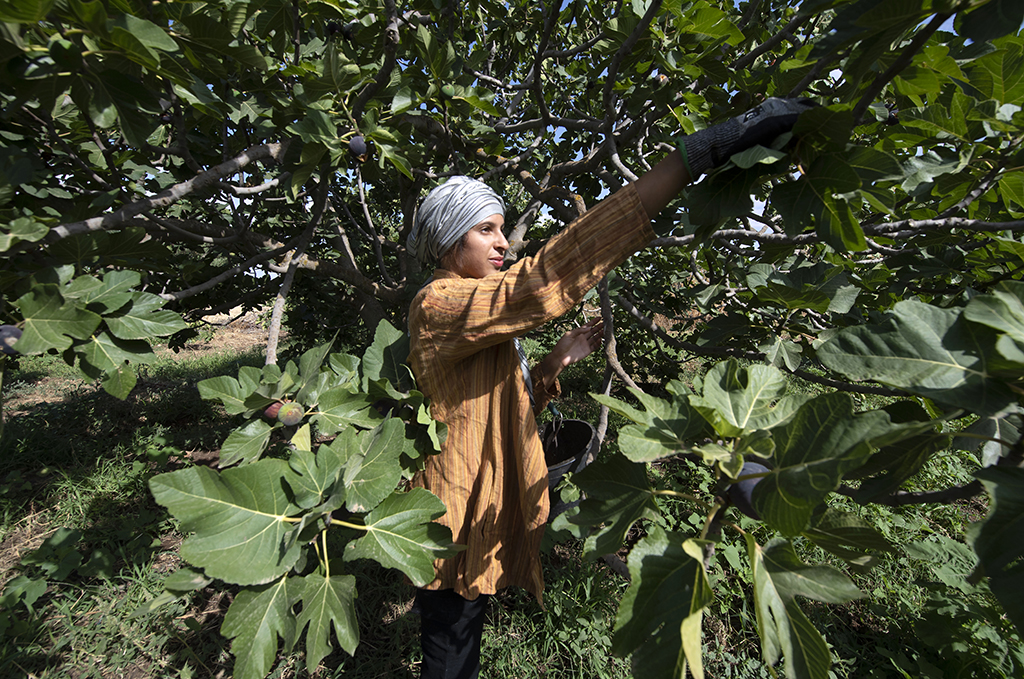 A Tunisian student participates in fig picking in the Tunisian town of Djebba, southwest of the capital Tunis.