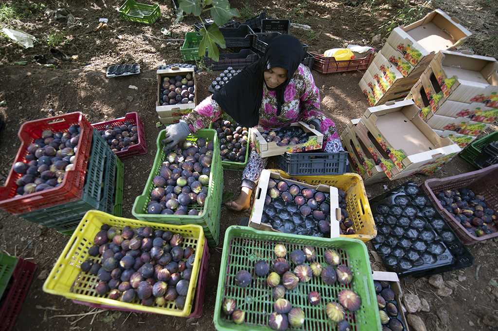 A worker sorts figs to export in the Tunisian town of Djebba, southwest of the capital Tunis.