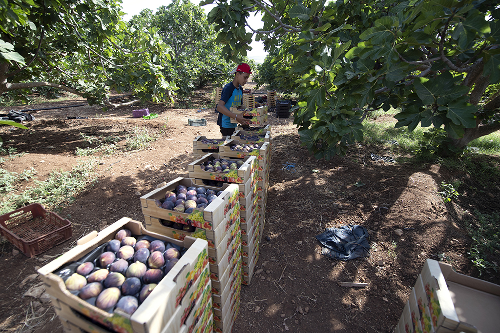 The son of a farm owner sorts figs for export in the Tunisian town of Djebba, southwest of the capital Tunis.