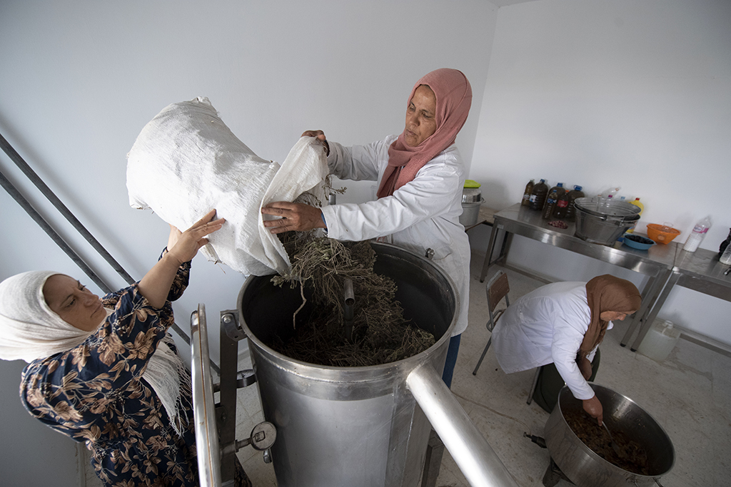 Women work in a cooperative for the production of essential oils from wild plants, in the Tunisian town of Djebba, southwest of the capital Tunis.