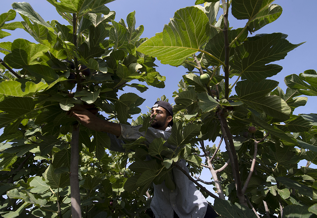 A Tunisian worker participates in fig picking in the Tunisian town of Djebba, southwest of the capital Tunis.