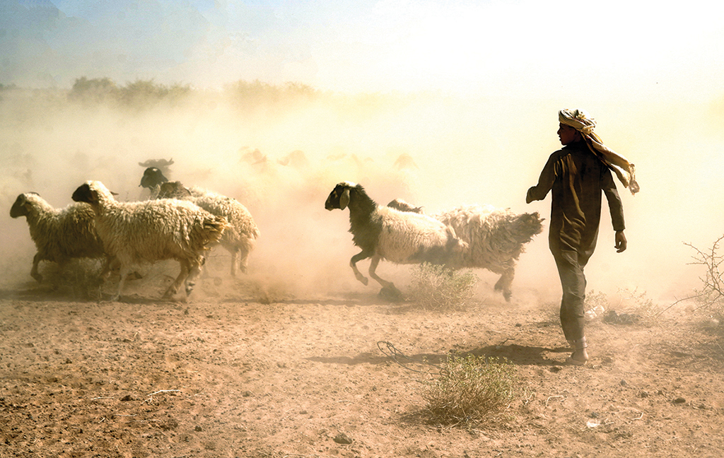 A shepherd gathers his sheep on arid land on the edge of the desert of Iraq's central city of Najaf.