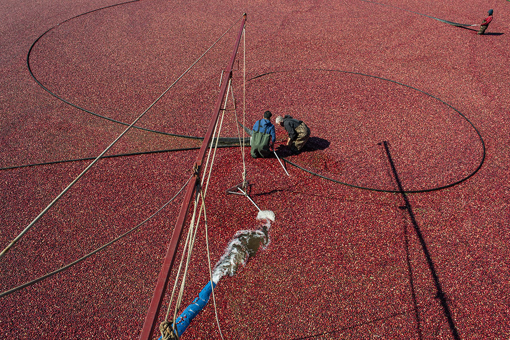 Workers use cranberry booms in a flooded bog to coral floating cranberries to a pump as they are harvested at Mann Farms.