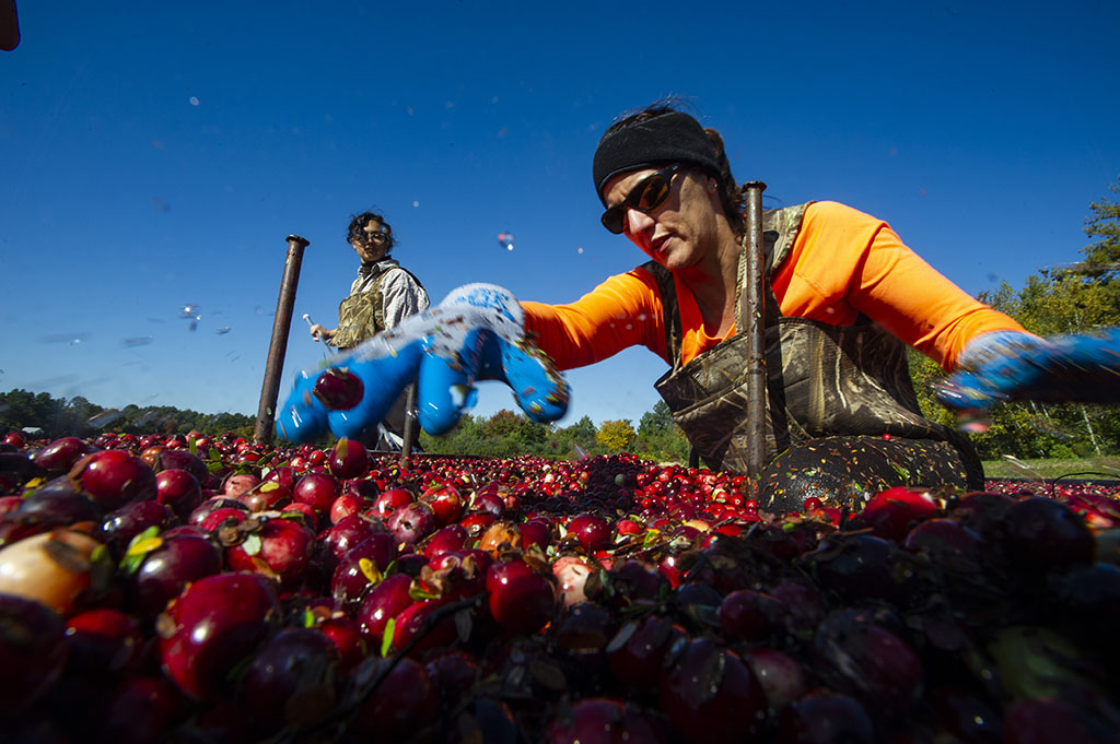 Farm workers push floating cranberries to a pump to be sucked up and sent to a truck, after being rinsed. 