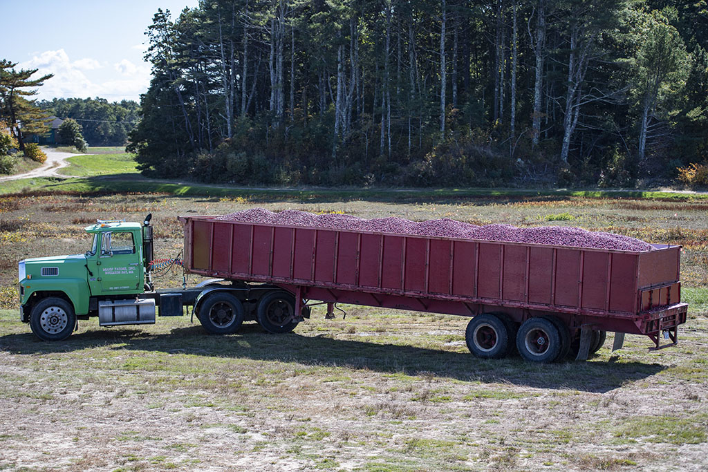 A fully loaded truck with cranberries, to be sent to Ocean Spray for weighing and sorting, sits at Mann Farms in Buzzards Bay.