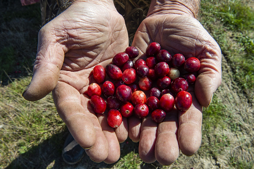Keith Mann, 54, holds a handful of ripe cranberries at Mann Farms in Buzzards Bay, Massachusetts.