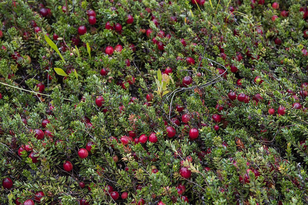 Cranberries grow in a healthy section of a cranberry bog at Spring Rain Farm in Taunton.
