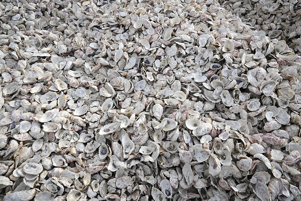 Piles of old bleached oyster shells are seen at the site of the South Bay Native Oyster Living Shoreline Project.