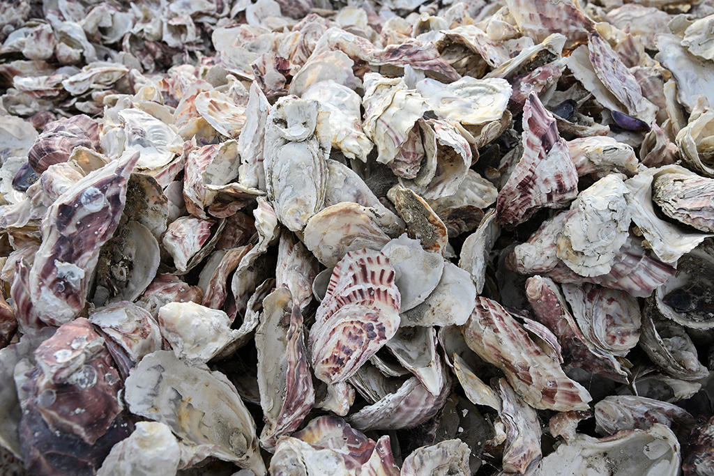 Piles of old bleached oyster shells are seen at the site of the South Bay Native Oyster Living Shoreline Project.