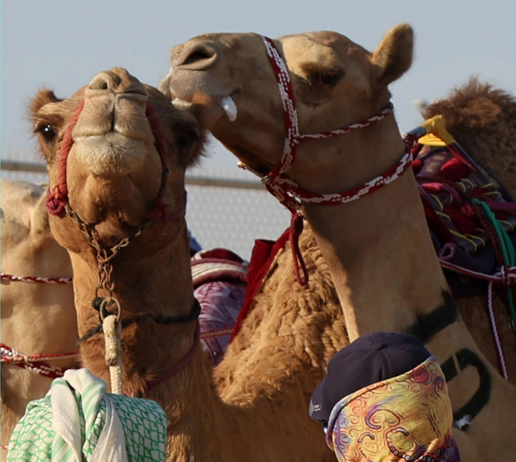 Handlers stand next to camels during a racing event, organized by the Camel Racing Committee, in Al-Shahaniya.— AFP photos