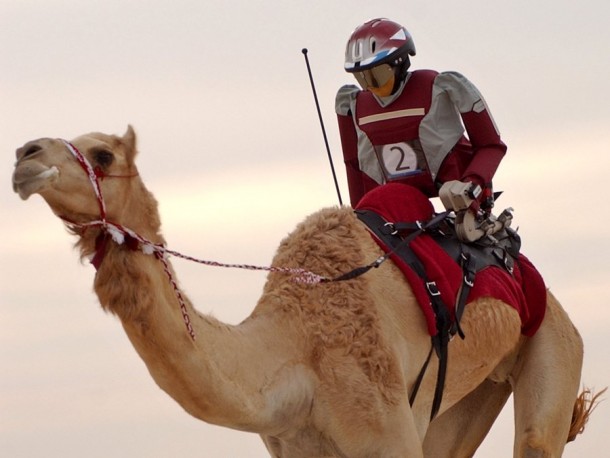 Qatar robo-jockey camel races  hope to draw World Cup crowd