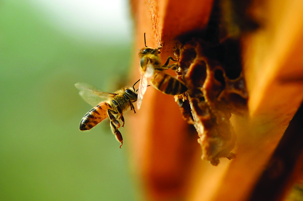 Kuwaiti beekeeper explains honey production process