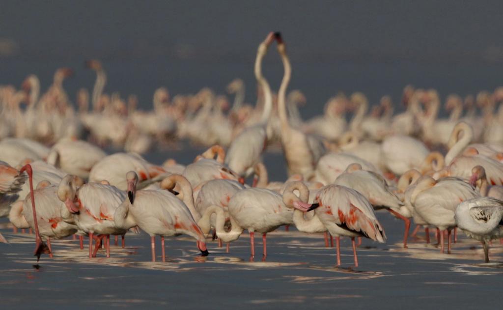 Kuwait Environmental Lens team: Kuwait is full of diverse migratory birds