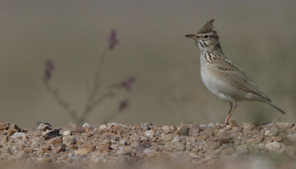 Kuwait Environmental Lens team: Kuwait is full of diverse migratory birds