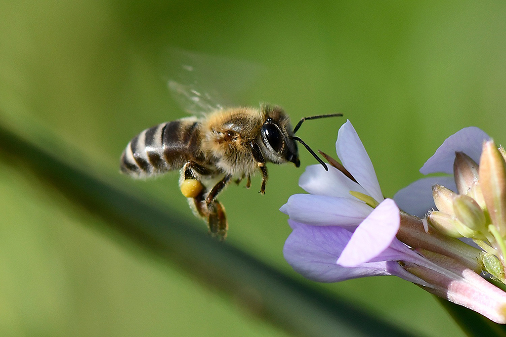 Kuwaiti beekeeper explains honey production process