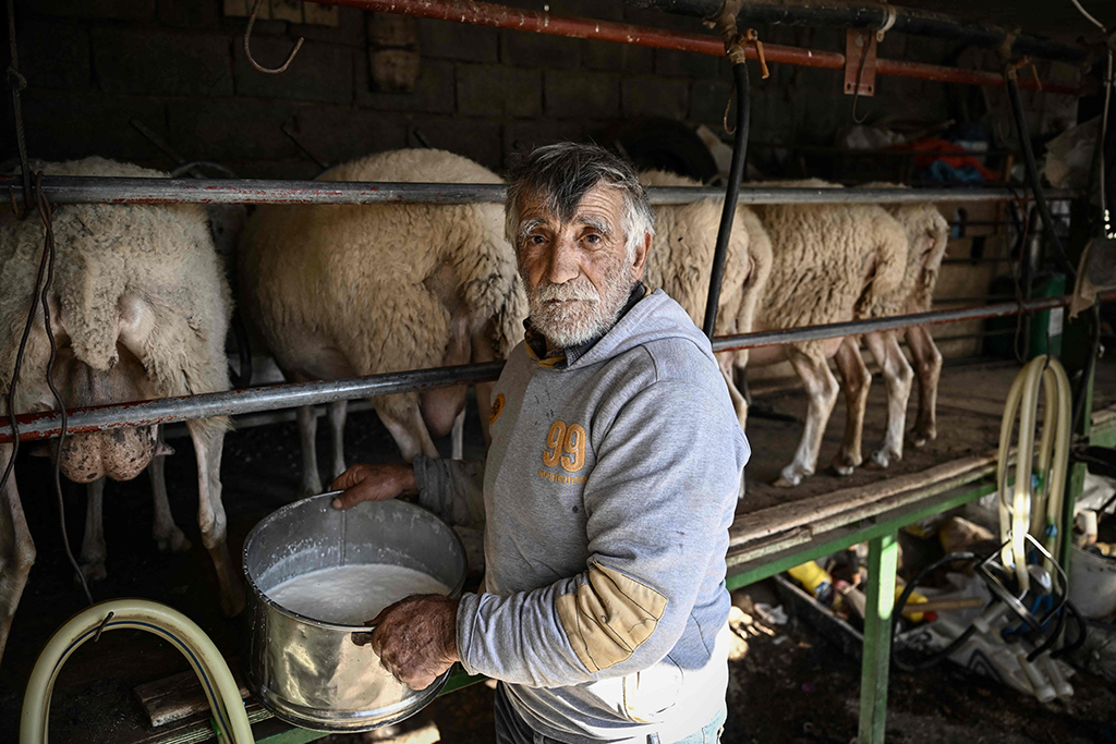 Shepherd Yannis Karganis milks his animals at his farm.