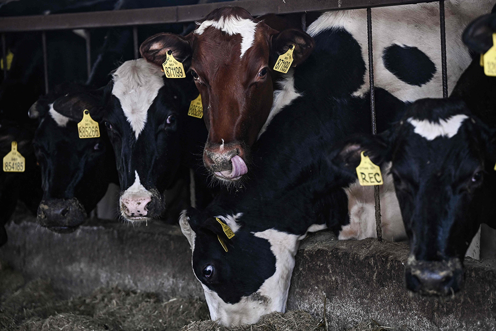 Cows eat at a farm.