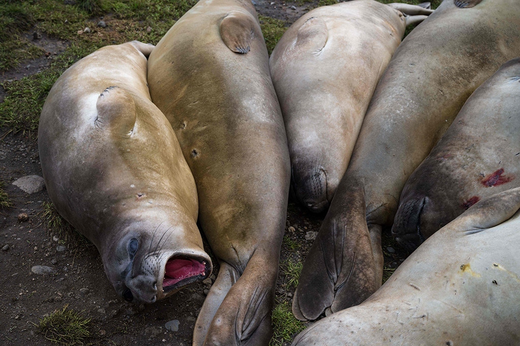 Elephant seals are pictured on Possession Island.