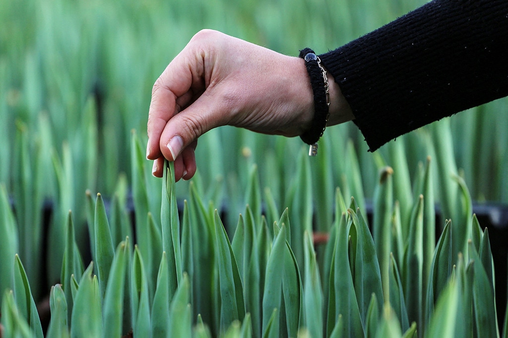 Cash crops: Dutch use bitcoin mining to grow tulips