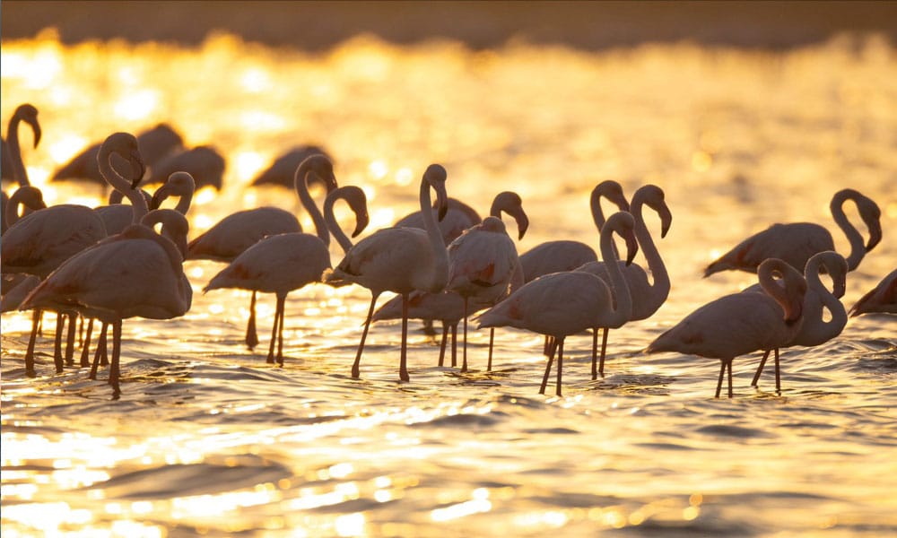Flamingos dot Kuwait beaches during spring migration