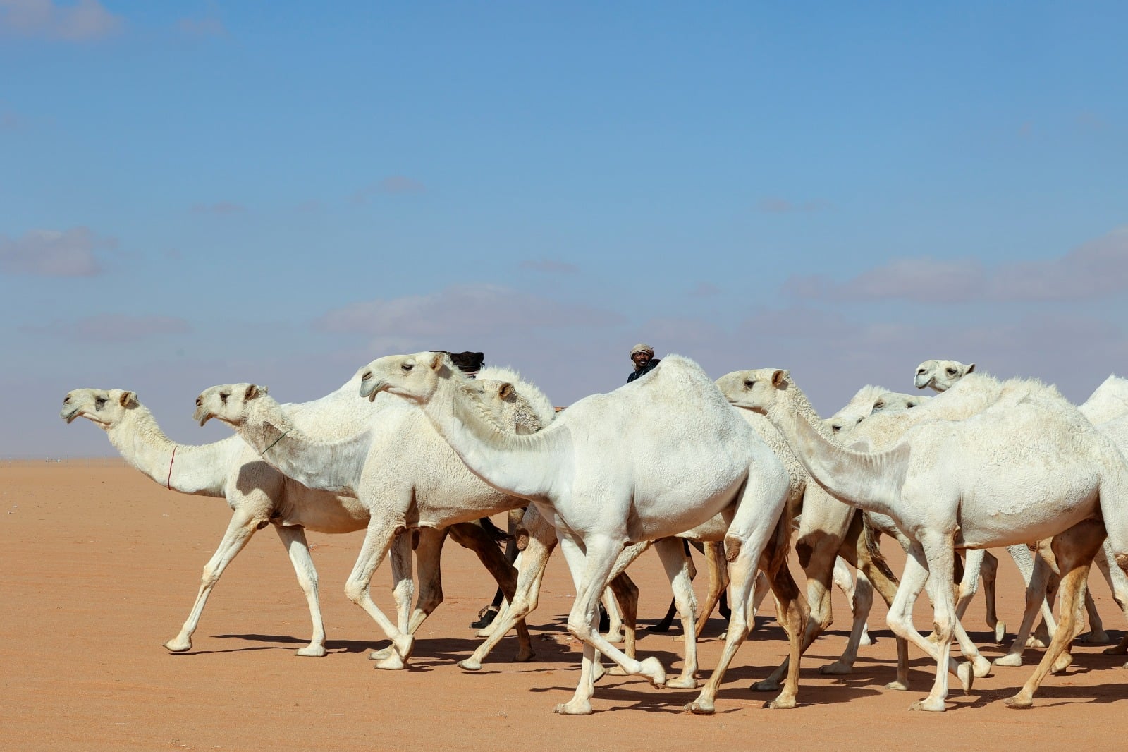 Saudi camel-whisperers use ‘special language’ to train herd