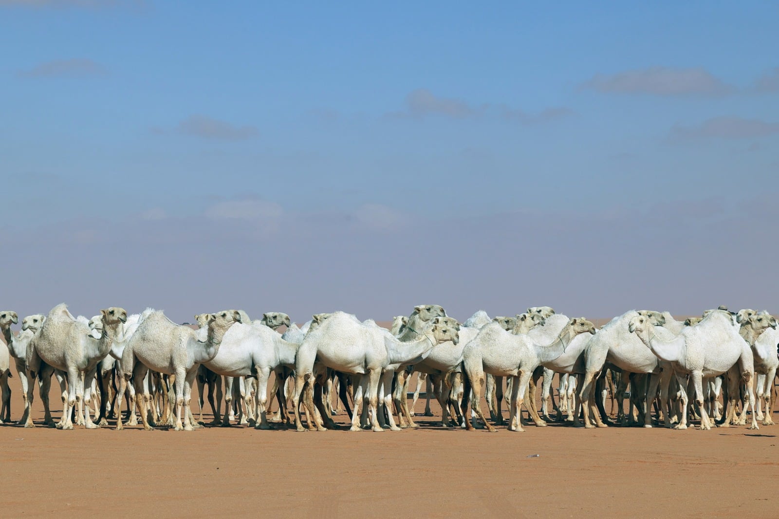 Saudi camel-whisperers use ‘special language’ to train herd