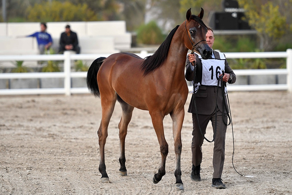 Equine glamor on display in Kuwait beauty pageant