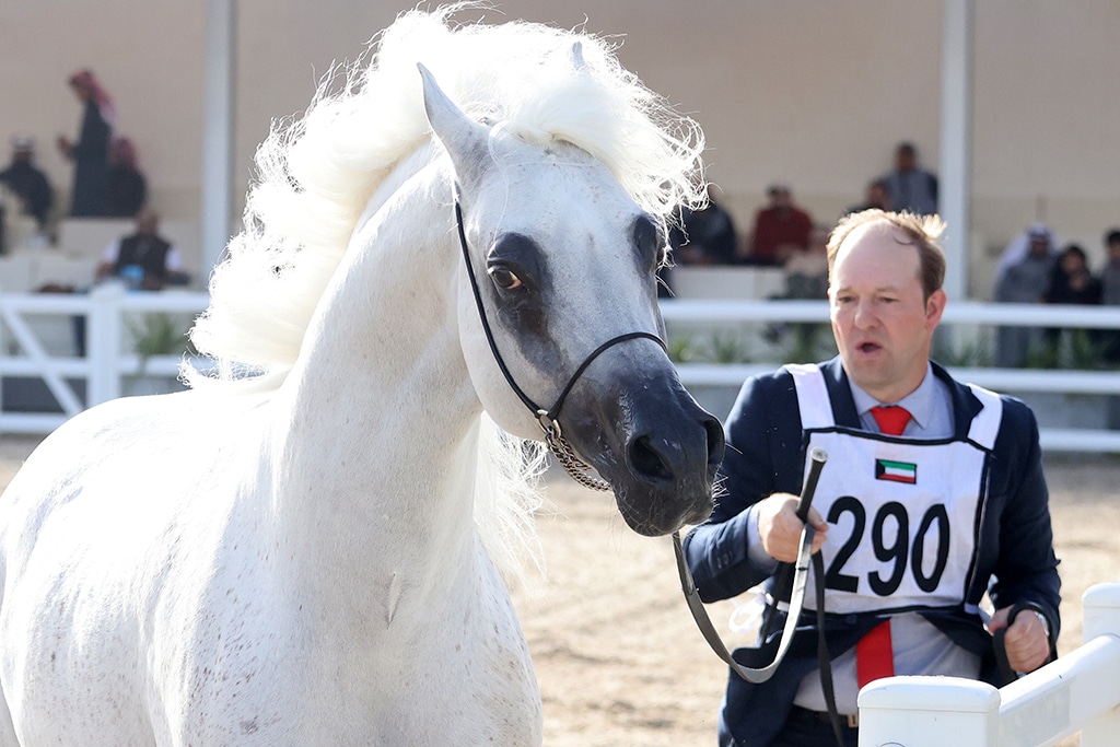 The Beauty of Arabian Horses