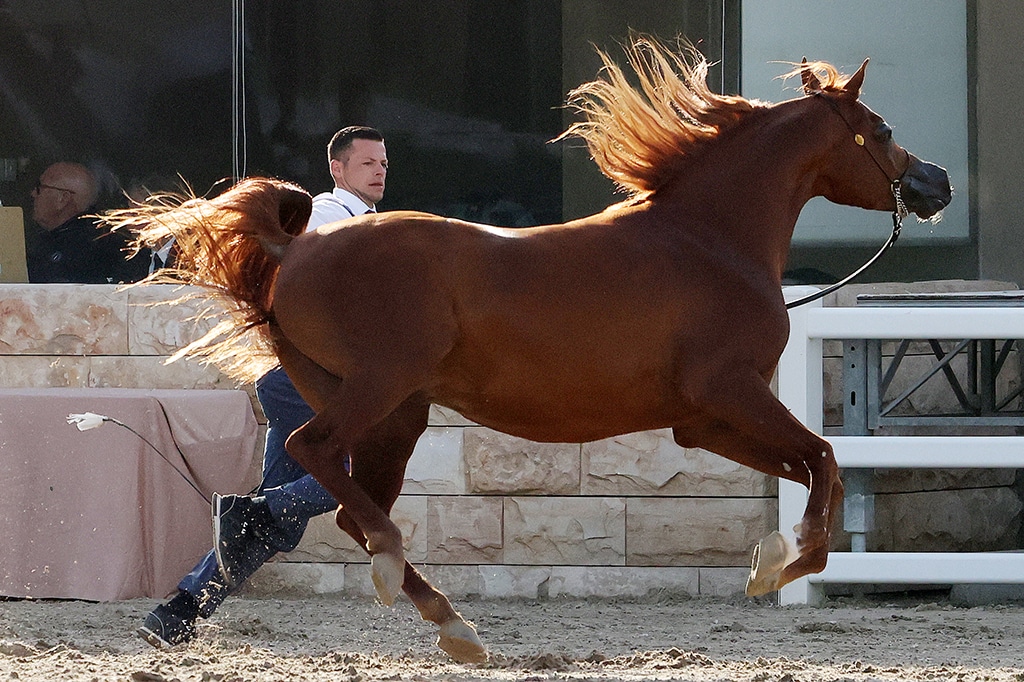 The Beauty of Arabian Horses