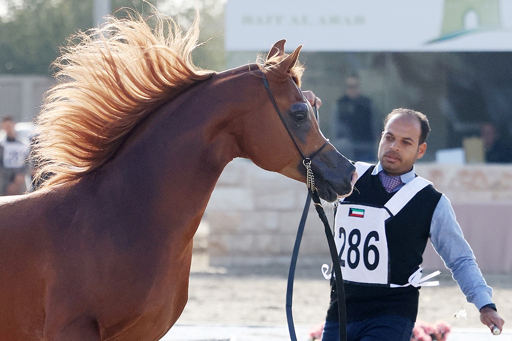 The Beauty of Arabian Horses