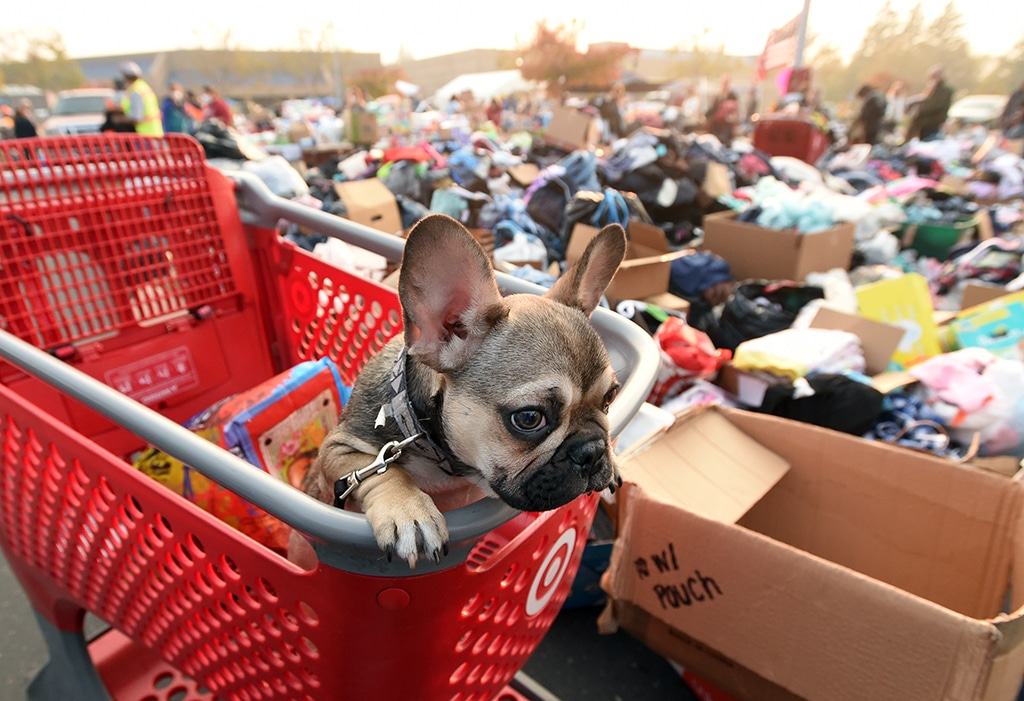Diesel, a French bulldog puppy, looks on from a shopping cart at an evacuee encampment in Chico, California.