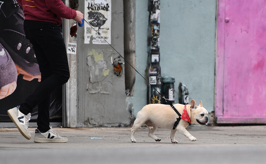 A man walks his French Bulldog on Melrose avenue in Los Angeles.