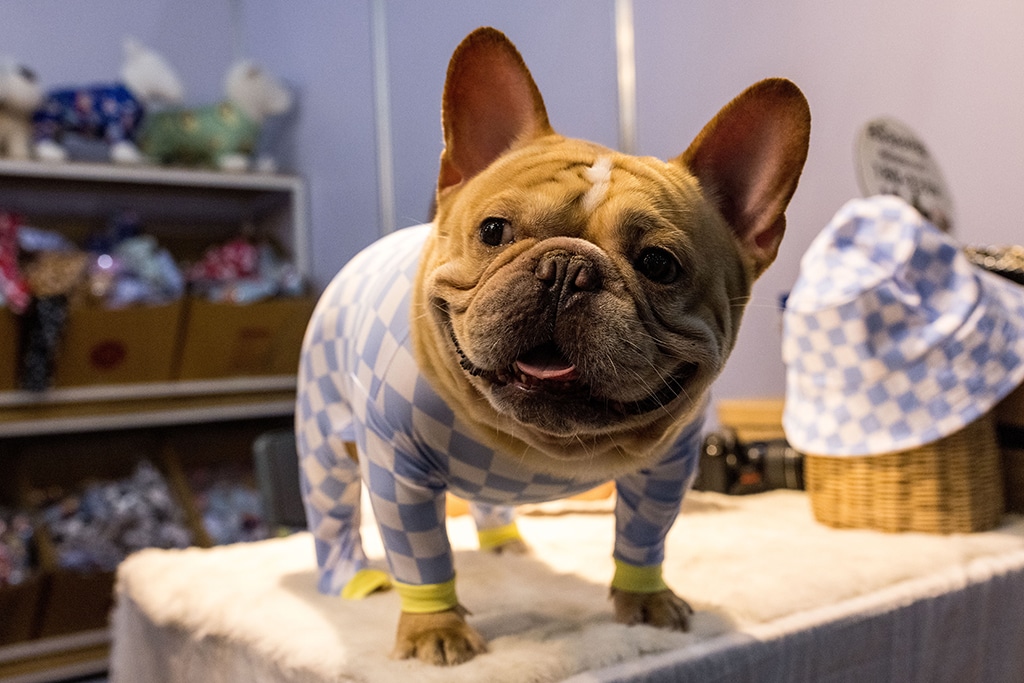 A French bulldog wears checquered pyjamas at the annual Pet Expo Thailand 2021 in Bangkok.
