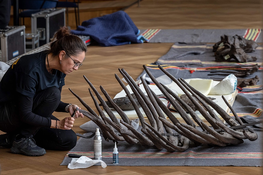 In this photograph Yolanda Schicker-Siber takes part in the installation of 'Trinity' a Tyrannosaurus-Rex skeleton dating back 67-million years.