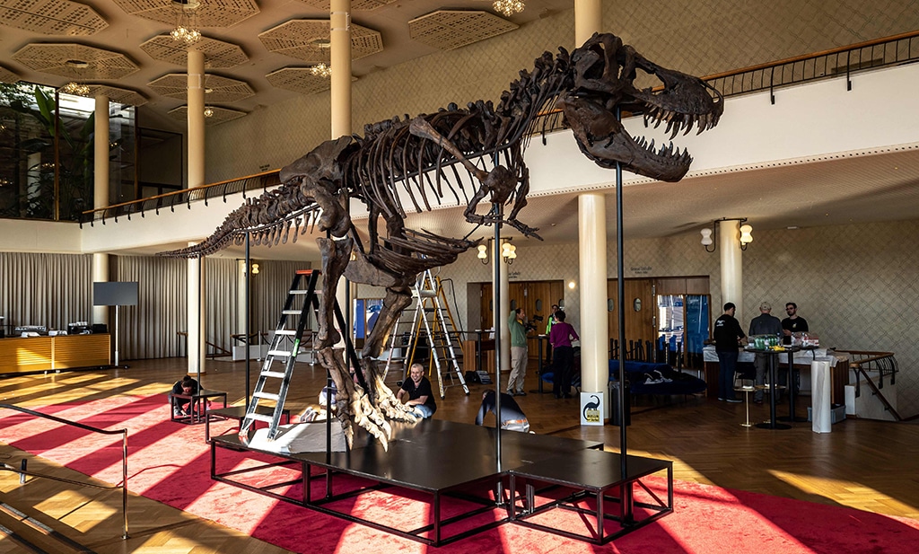 In this photograph 'Trinity' a Tyrannosaurus-Rex skeleton dating back 67-million years.