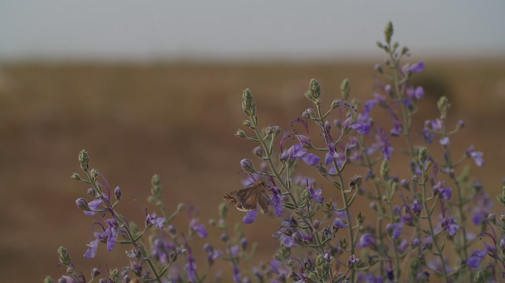 Butterflies beautify Kuwait with multi-colored wings