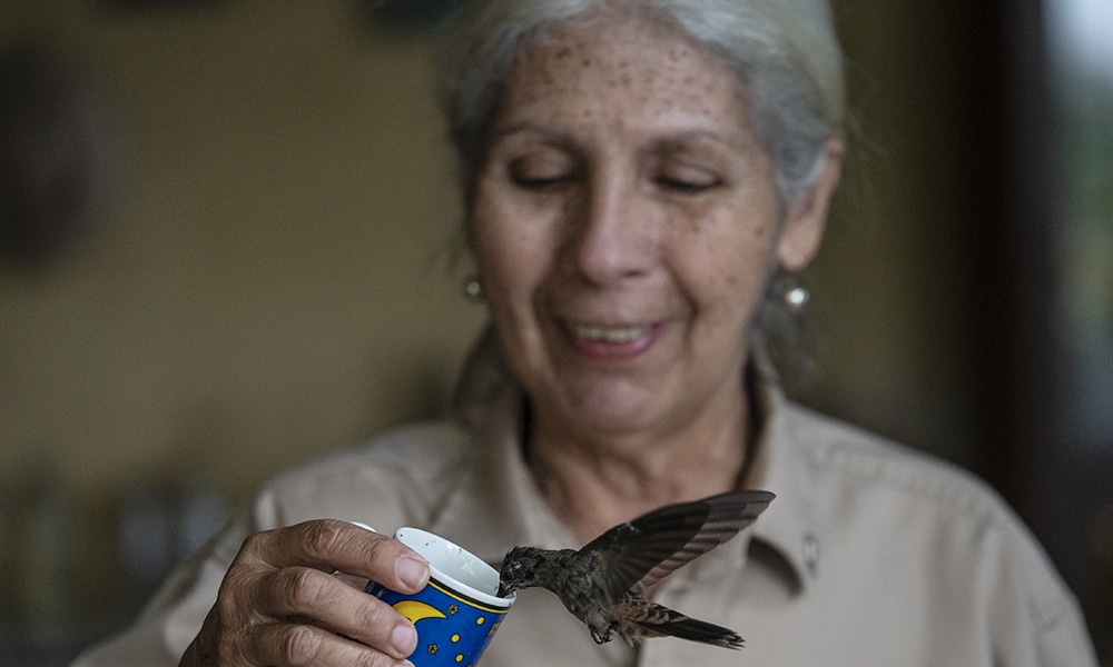 Retired doctor Cecilia Martinez, 73, feeds a brown-eared hummingbird (Colibri delphinae) at the Amaranta Casa de Colibries sanctuary.