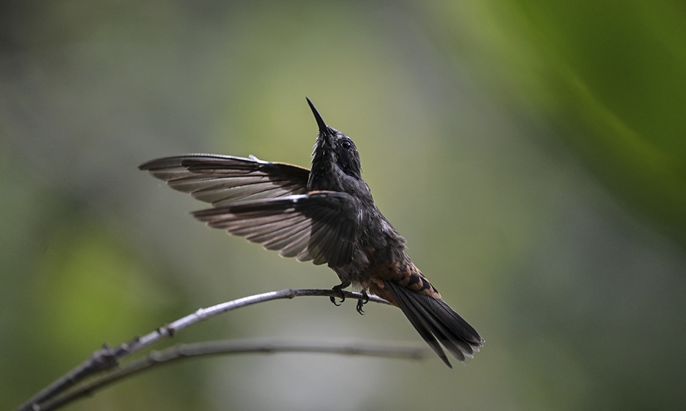 A brown-eared hummingbird (Colibri delphinae) alights on a twig at the Amaranta Casa de Colibries sanctuary.