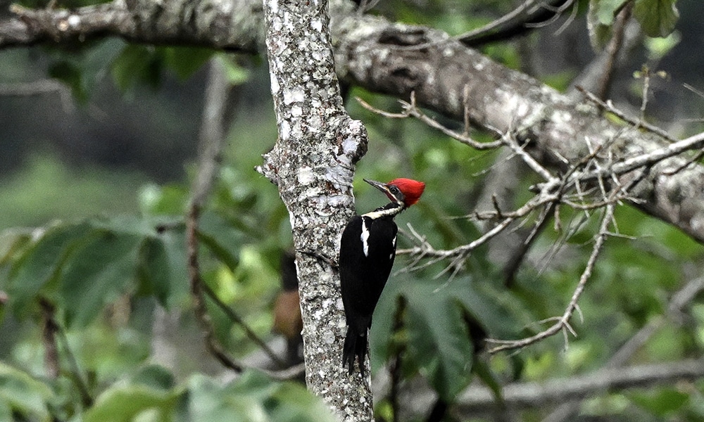 A striped woodpecker (Dryocopus lineatus) perches on a tree in the natural forest of the Amaranta Casa de Colibries sanctuary.