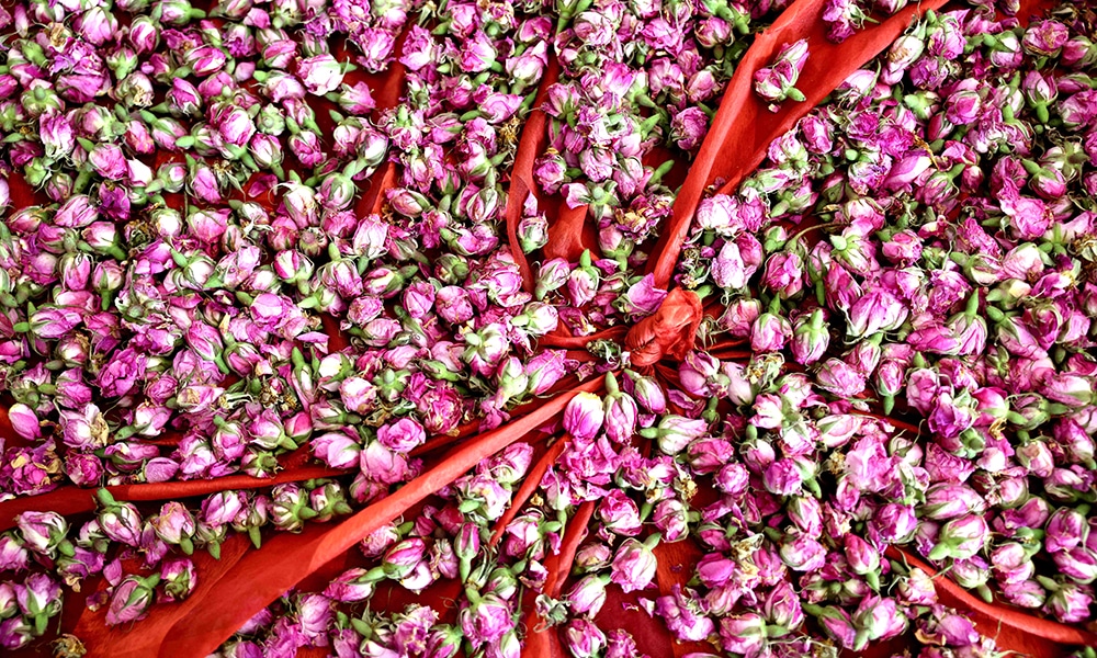 This picture shows Damascena (Damask) rosebuds in the village of Qsarnaba.--AFP photos