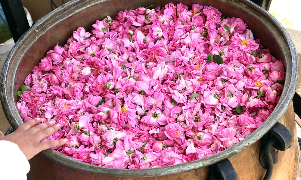 Zahraa Sayed Ahmed produces rose water from Damascena (Damask) roses, at her house in the village of Qsarnaba.