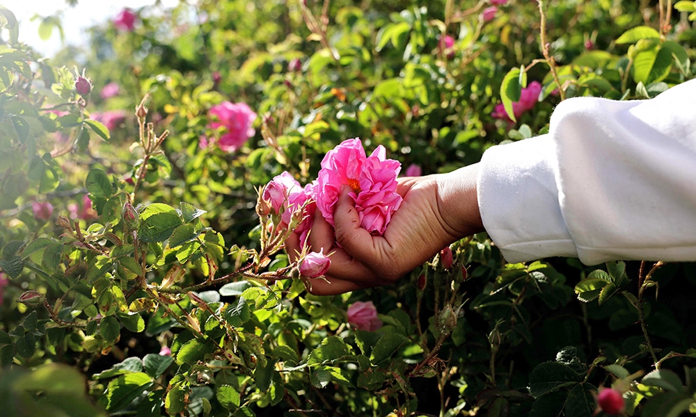 A villager harvests Damascena (Damask) roses that are used for essential oils, sweets and cosmetics, in the village of Qsarnaba.