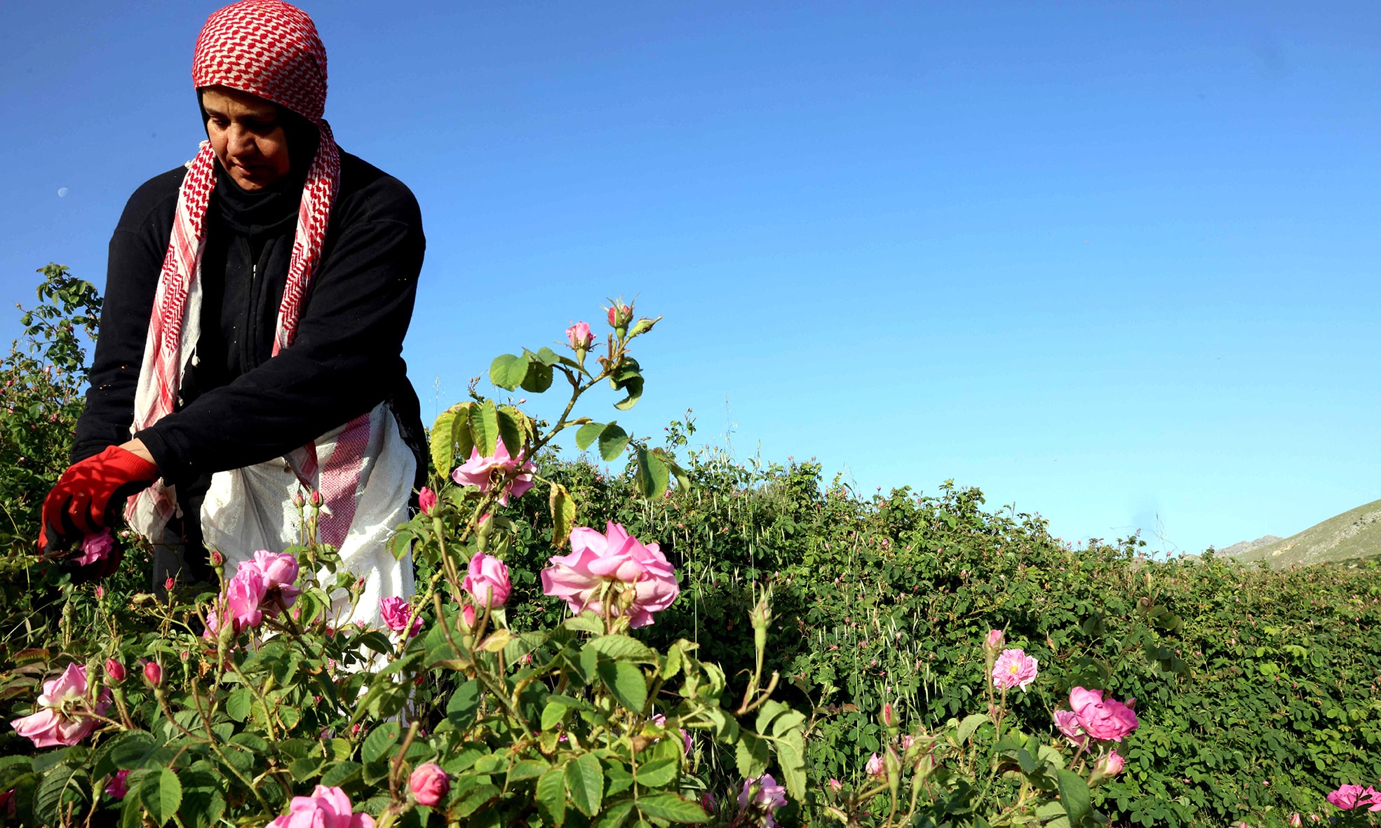 A Lebanese villager harvests Damask roses at an agricultural field in the village of Ksarnaba, in the Bekaa valley.