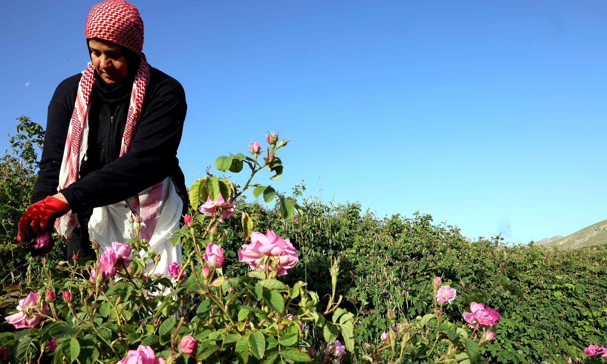 A Lebanese villager harvests Damask roses at an agricultural field in the village of Ksarnaba, in the Bekaa valley.