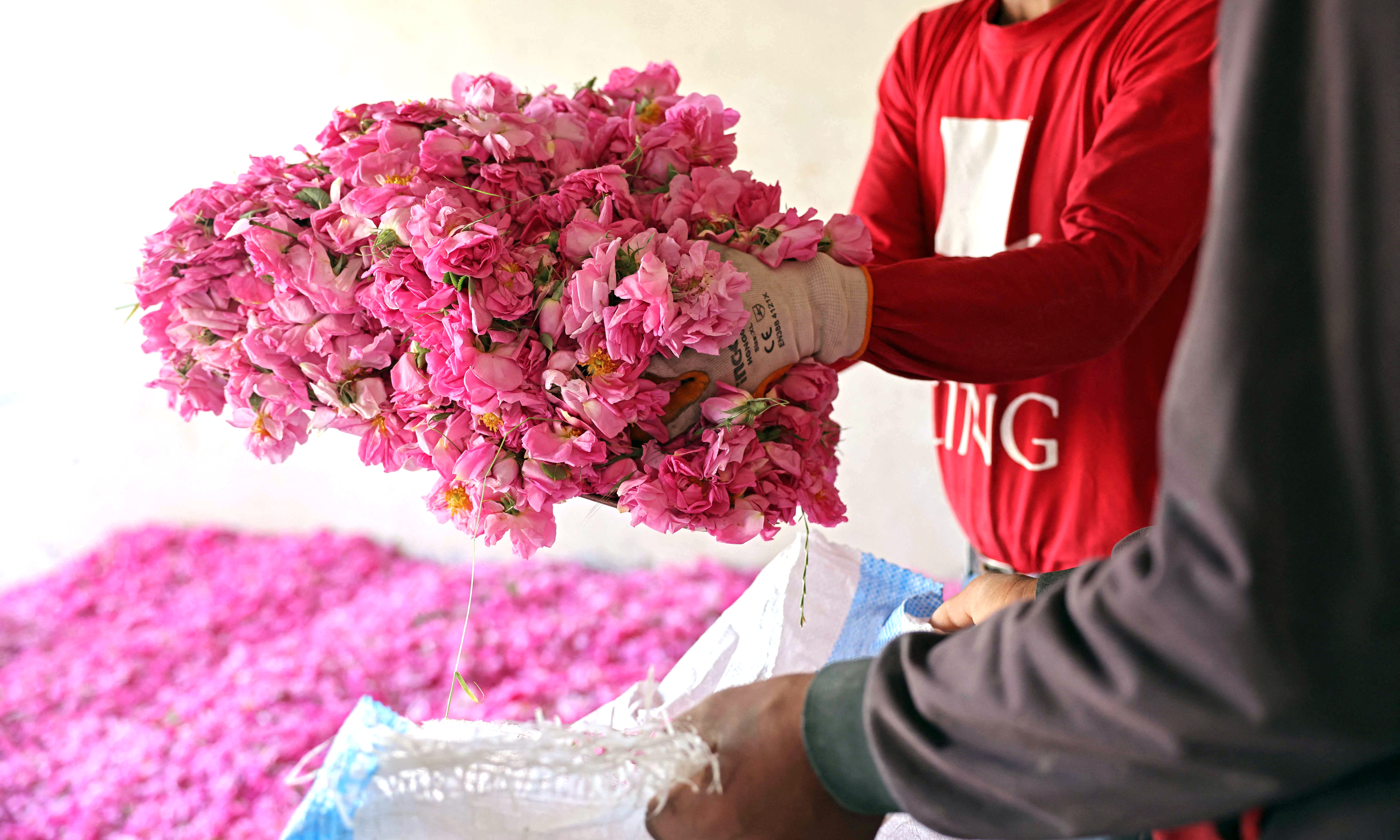 Workers drop their bundles of Damascena (Damask) at a warehouse where they are paid based on their harvest, in the village of Qsarnaba.